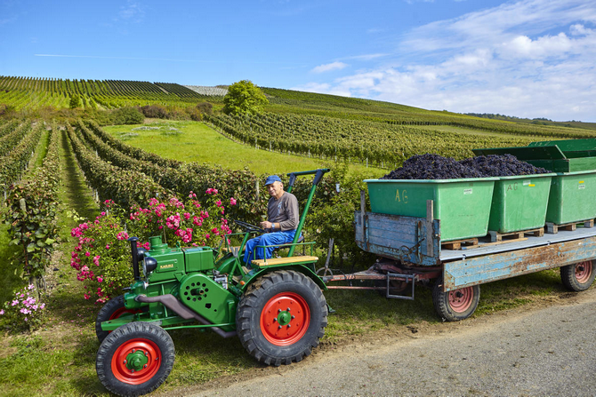 Oldtimer Allgaier Kälble