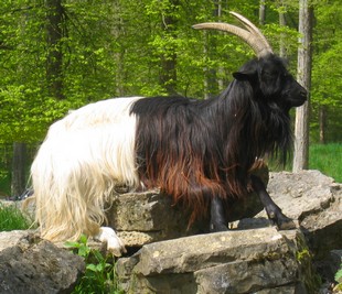 Steinbock